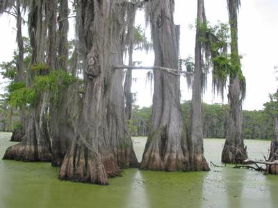 درخت سرو تالاب، Bald cypress، گرما و سرما را تحمل می کند. درختان جوان باید از انجماد محافظت شوند.